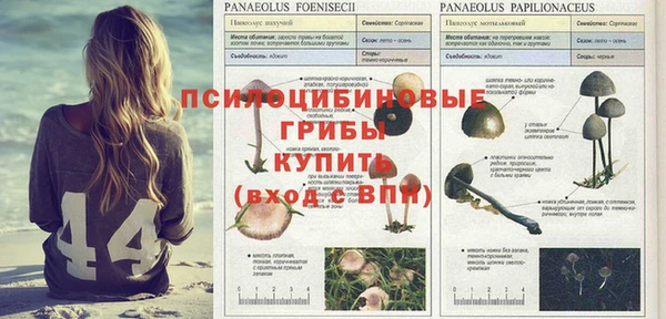 PSILOCYBIN Алексеевка